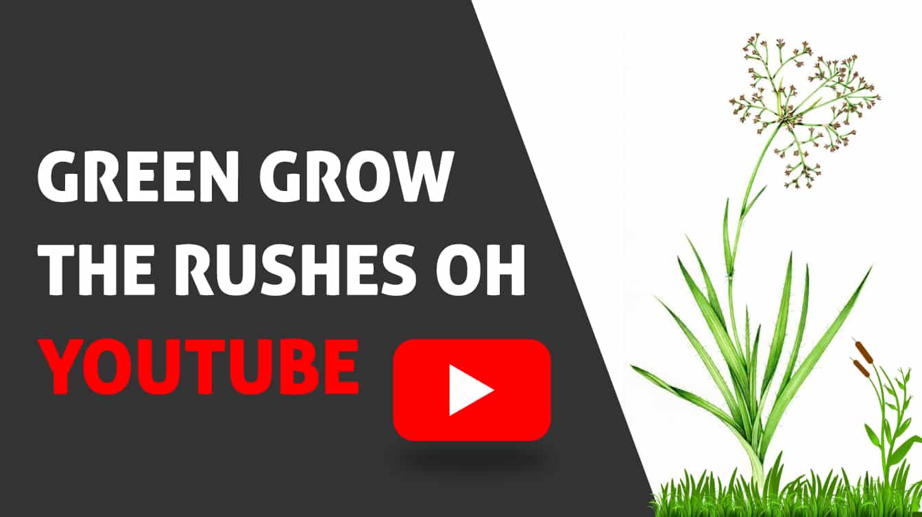 green grow the rushes oh youtube words to green grow the rushes oh green grow the rushes song