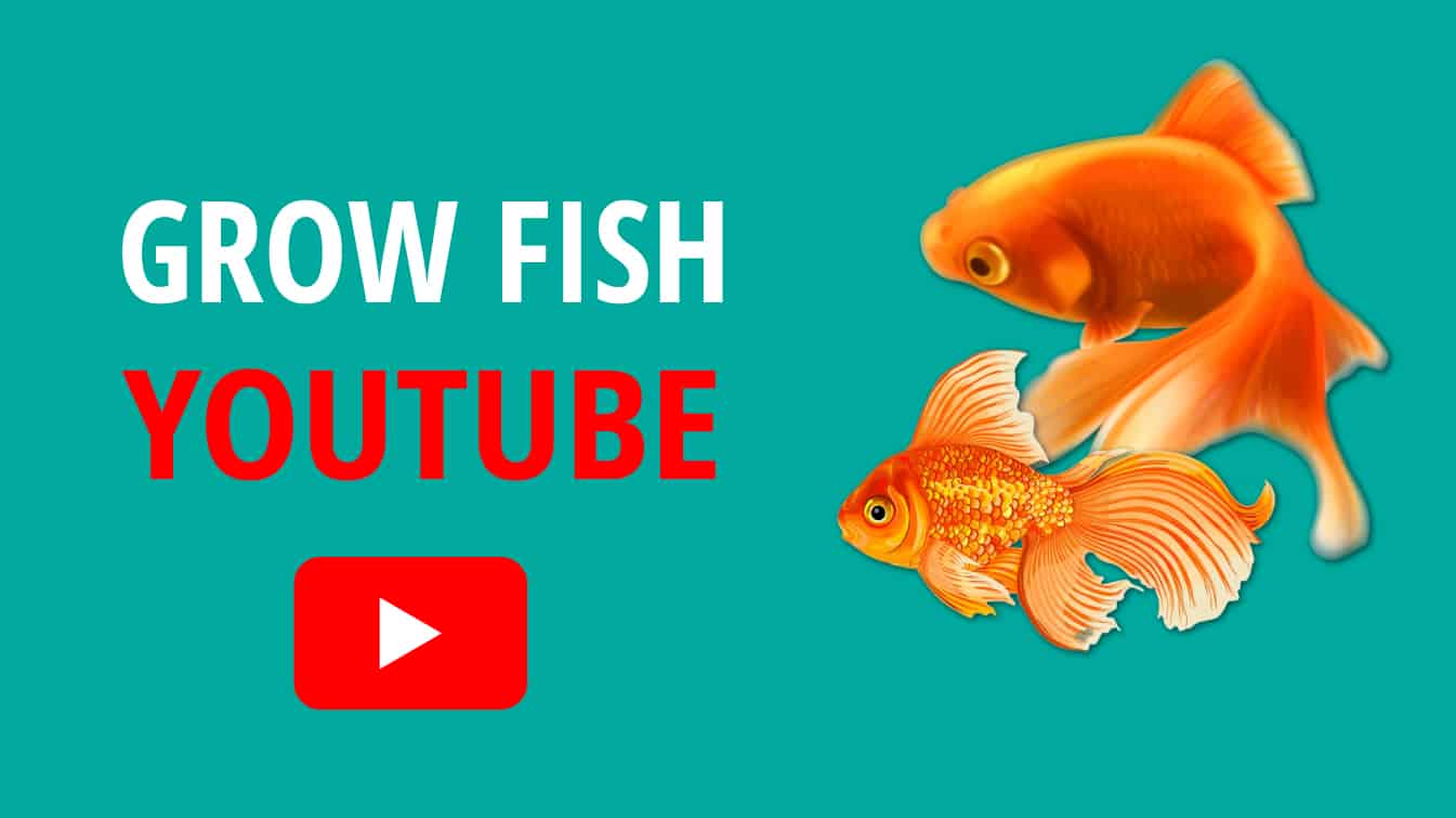 grow fish youtube feed and grow fish youtube how to grow fish