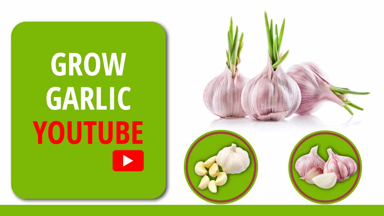 grow garlic youtube how to grow garlic video youtube how to grow garlic