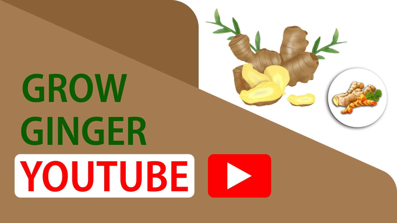 grow ginger youtube how to grow ginger youtube youtube grow ginger