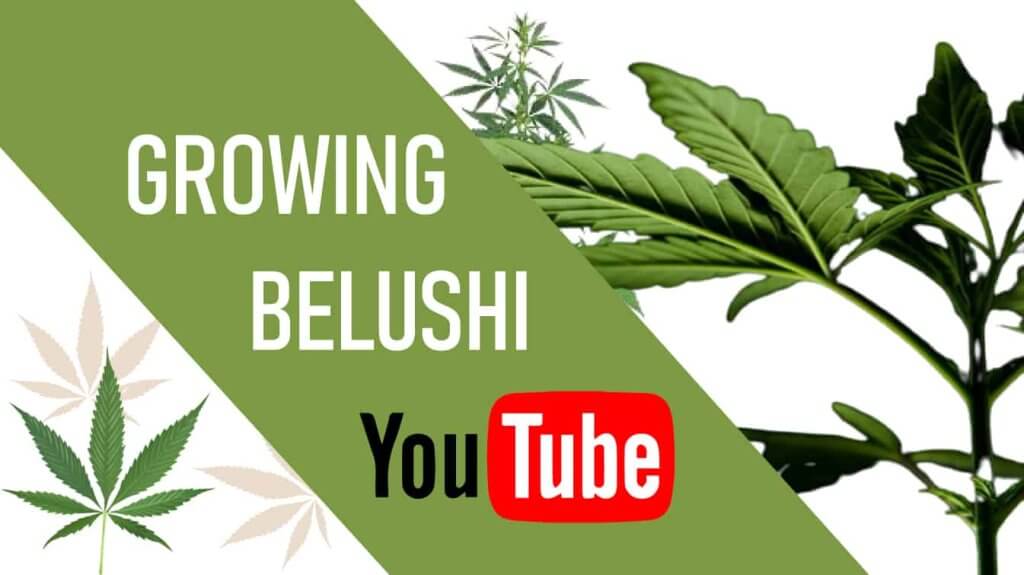 growing belushi youtube growing belushi growing belushi channel