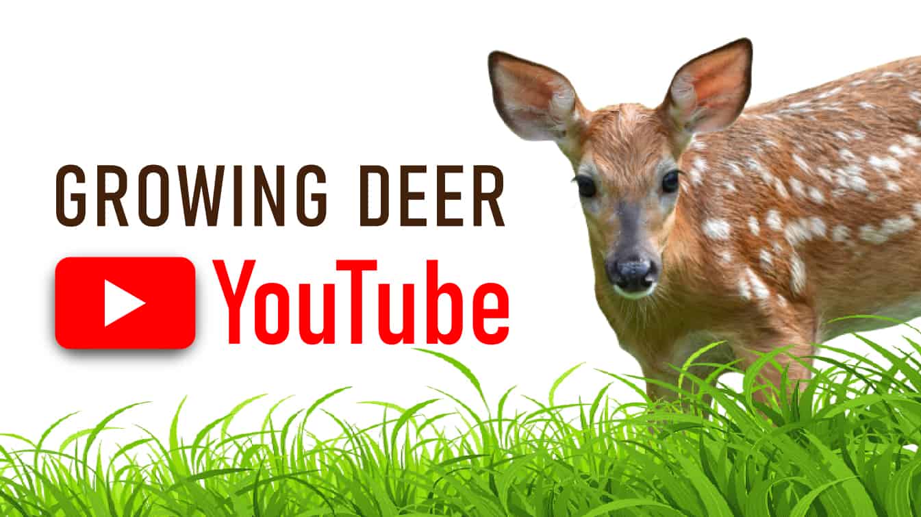 growing deer youtube how to grow deer growing deer