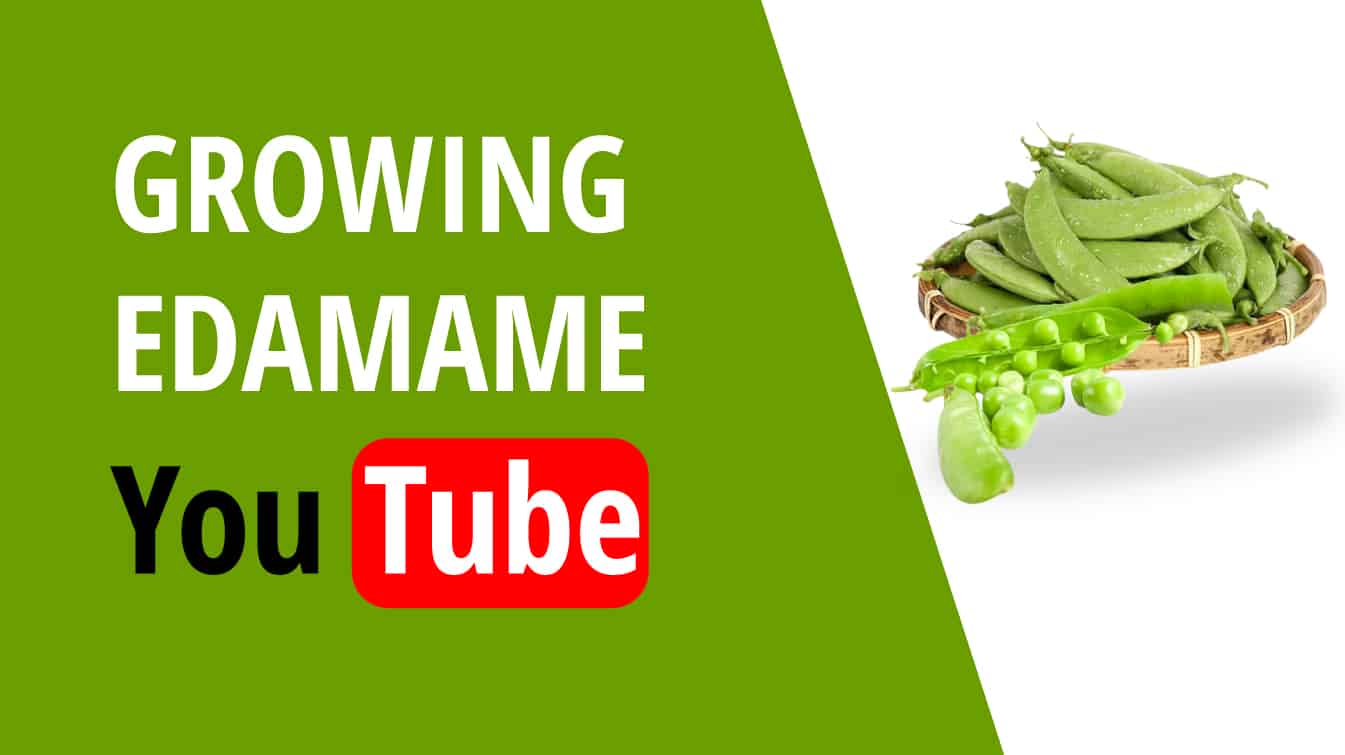 growing edamame youtube growing edamame growing edamame in florida