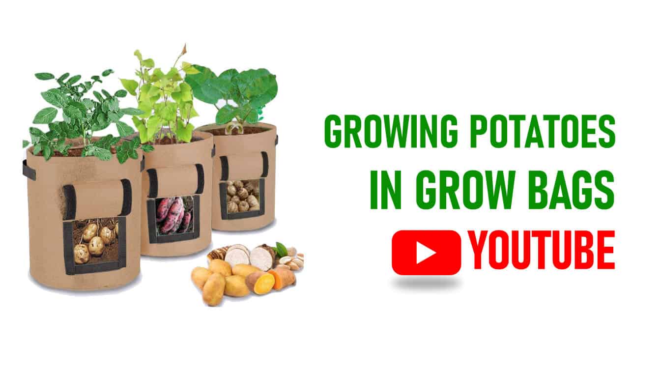 growing potatoes in grow bags youtube can you grow potatoes in a grow bag grow potatoes in a bag video