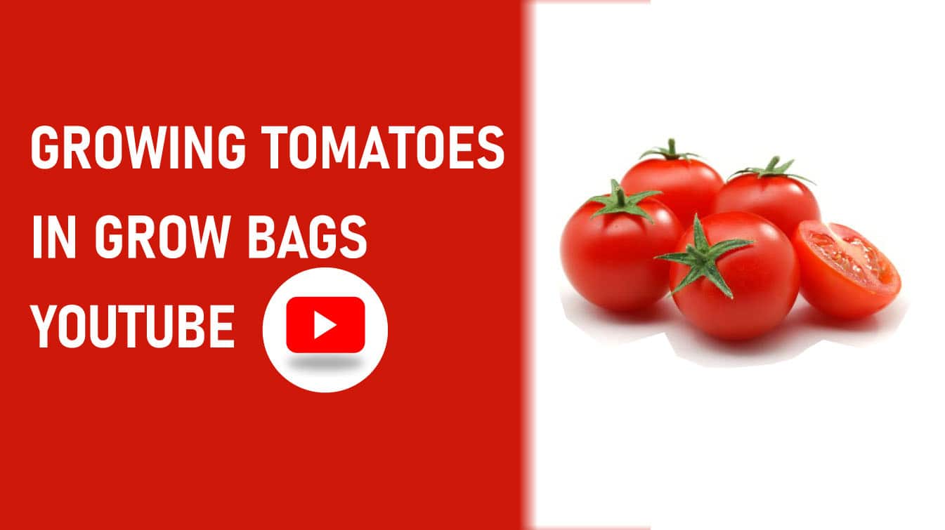 growing tomatoes in grow bags youtube youtube growing tomatoes in containers how to grow tomatoes in grow bags