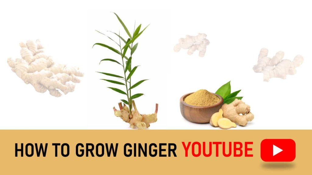 how to grow ginger youtube how to grow ginger in water youtube growing ginger youtube