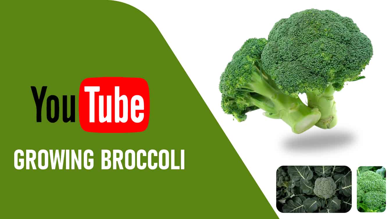 youtube growing broccoli youtube growing broccoli sprouts how to grow broccoli video