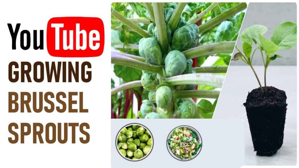 youtube growing brussel sprouts how to harvest brussel sprouts youtube youtube growing sprouts