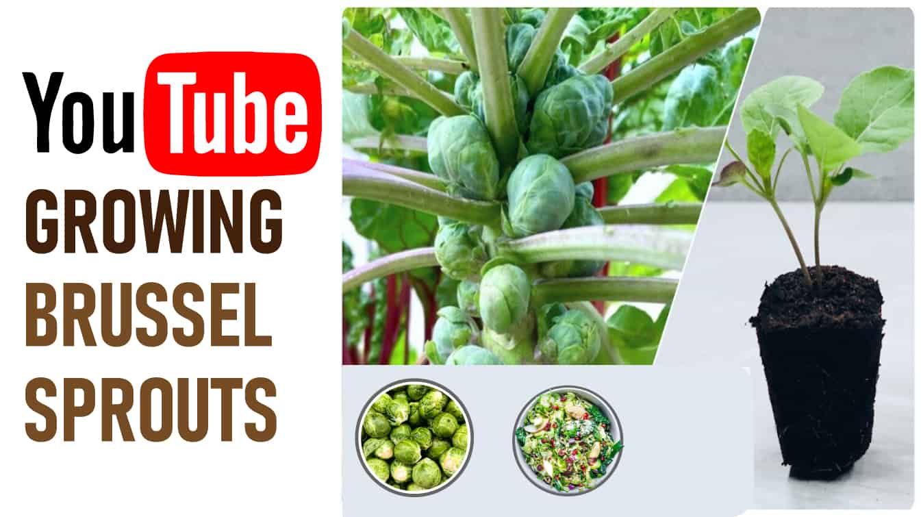 youtube growing brussel sprouts how to harvest brussel sprouts youtube youtube growing sprouts