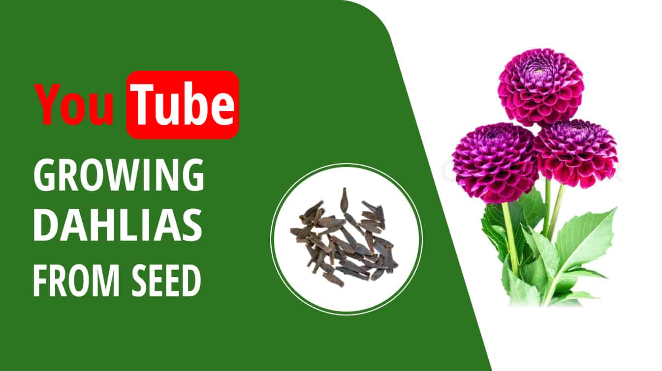 youtube growing dahlias from seed dahlia youtube video planting dahlias