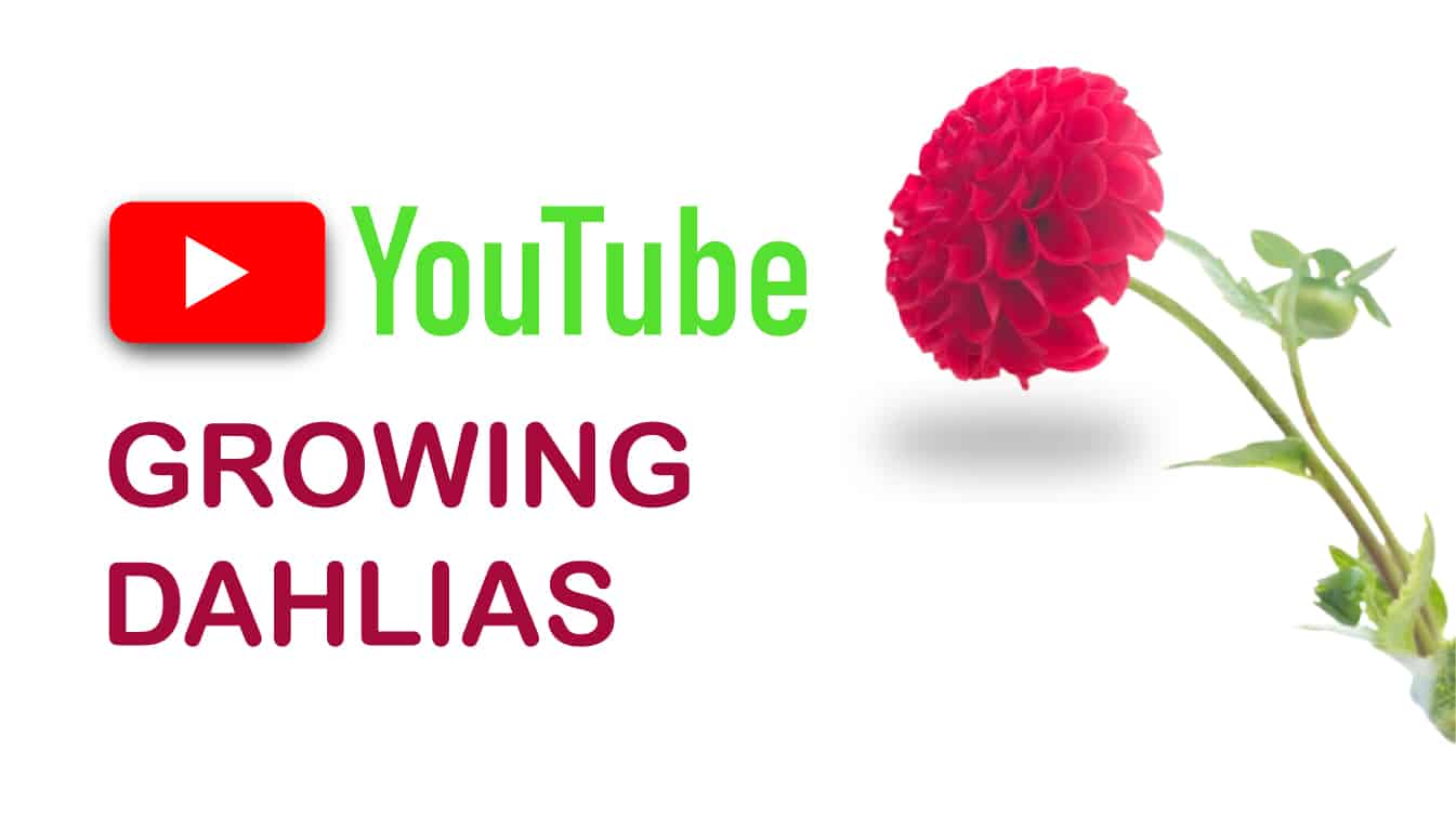 youtube growing dahlias dahlia youtube youtube planting dahlias