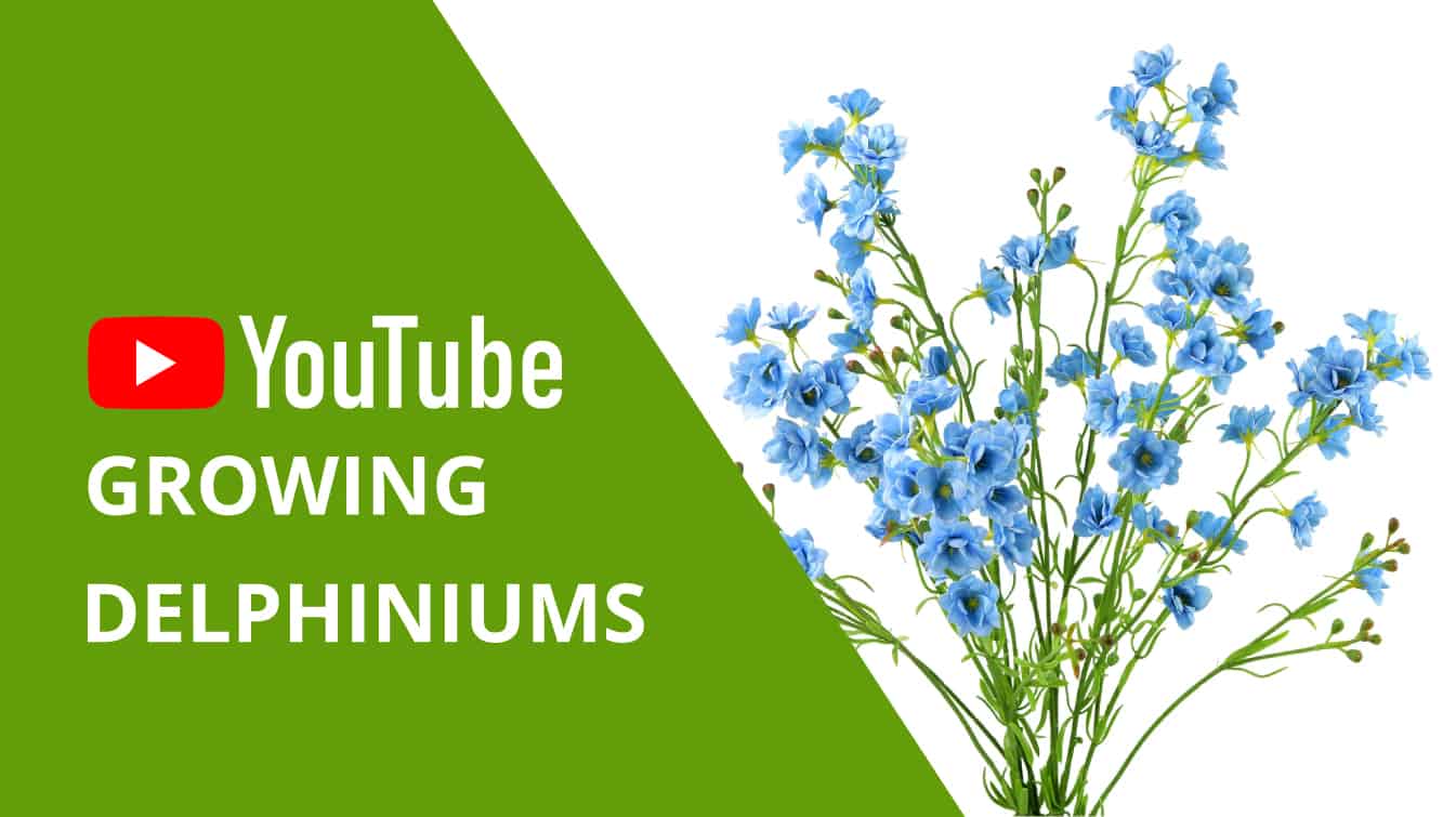 youtube growing delphiniums youtube growing dahlias growing delphinium