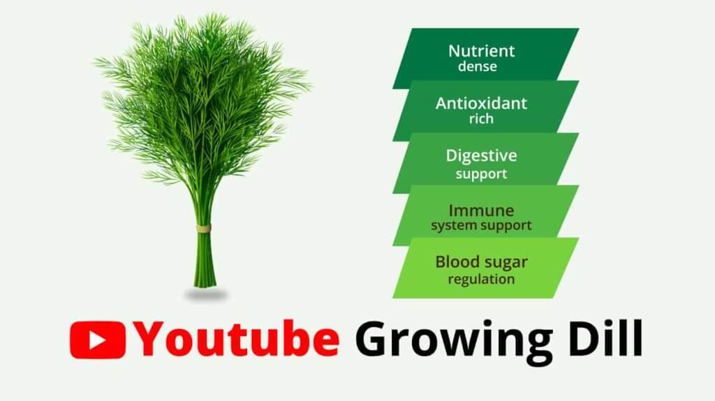 youtube growing dill why is my dill not growing growing youtube