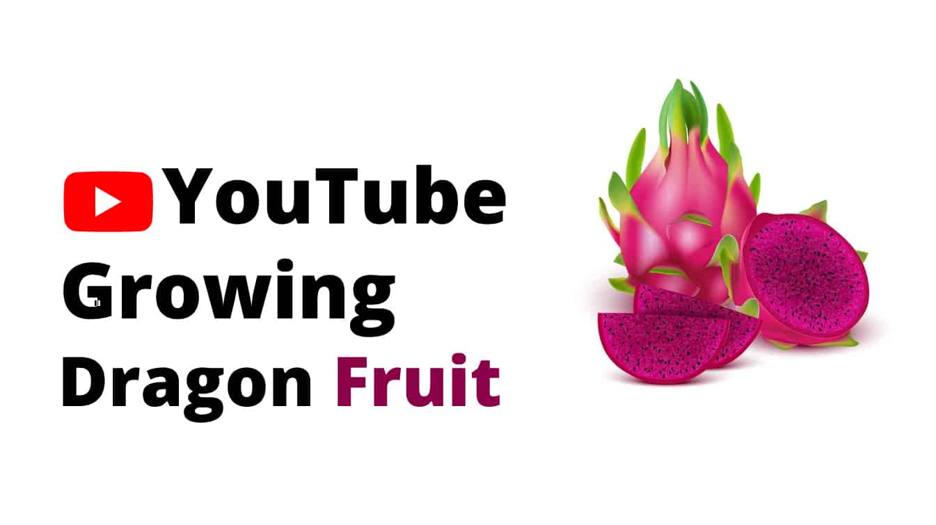 youtube growing dragon fruit youtube how to plant dragon fruit youtube dragon fruit