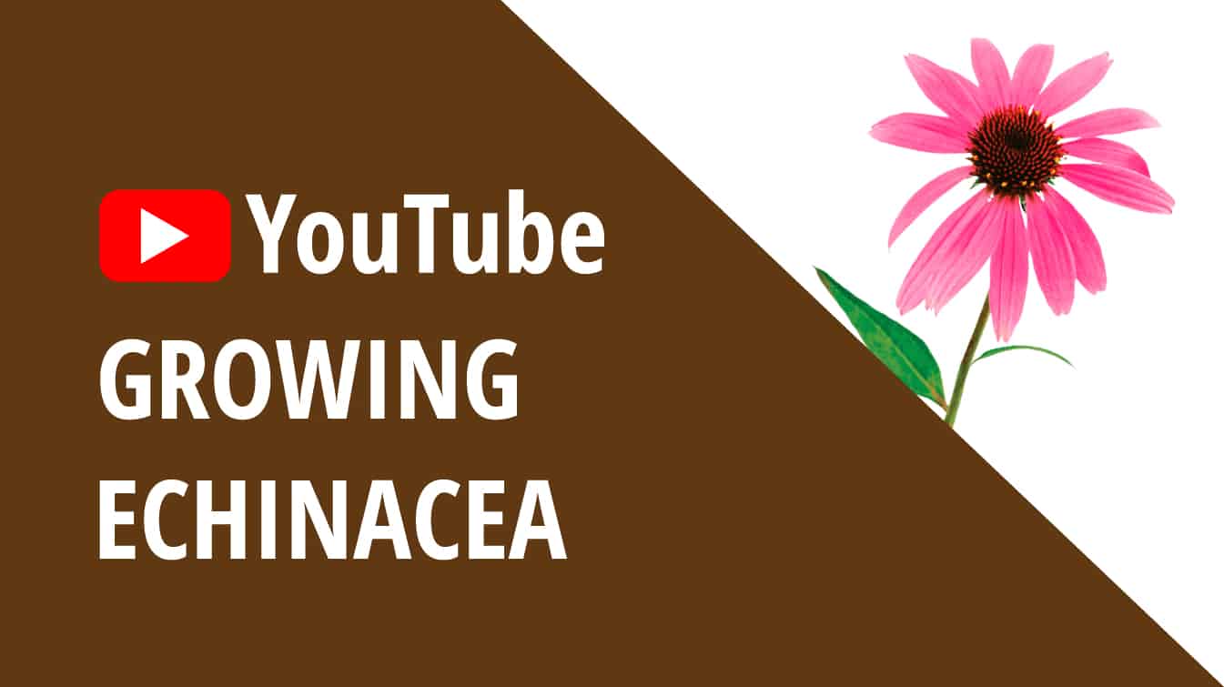 youtube growing echinacea how to grow echinacea youtube echinacea