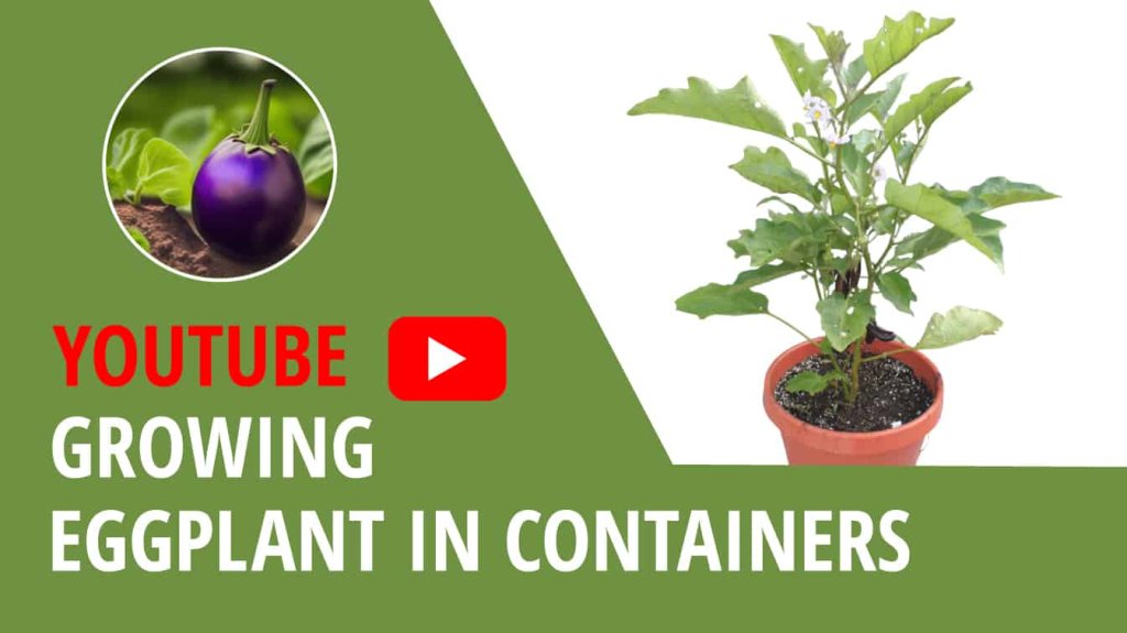 youtube growing eggplant in containers growing eggplant youtube grow eggplant in containers