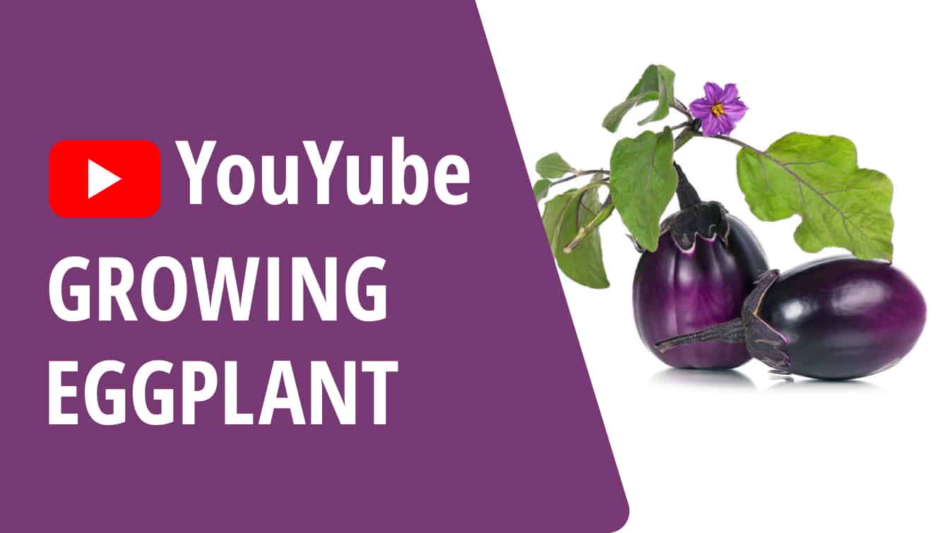 youtube growing eggplant how to grow long eggplant why eggplant not growing