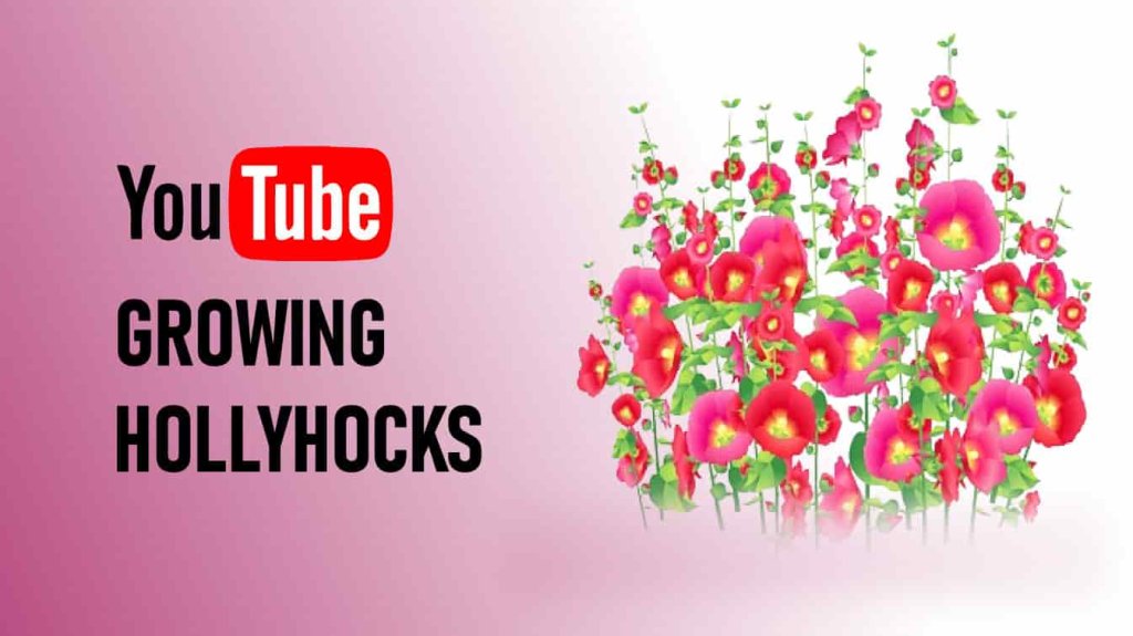 youtube growing hollyhocks hollyhocks youtube growing hollyhock seeds