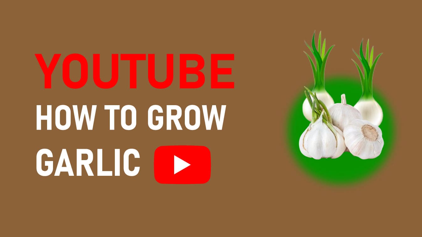 youtube how to grow garlic youtube how to grow garlic in water how to.grow garlic