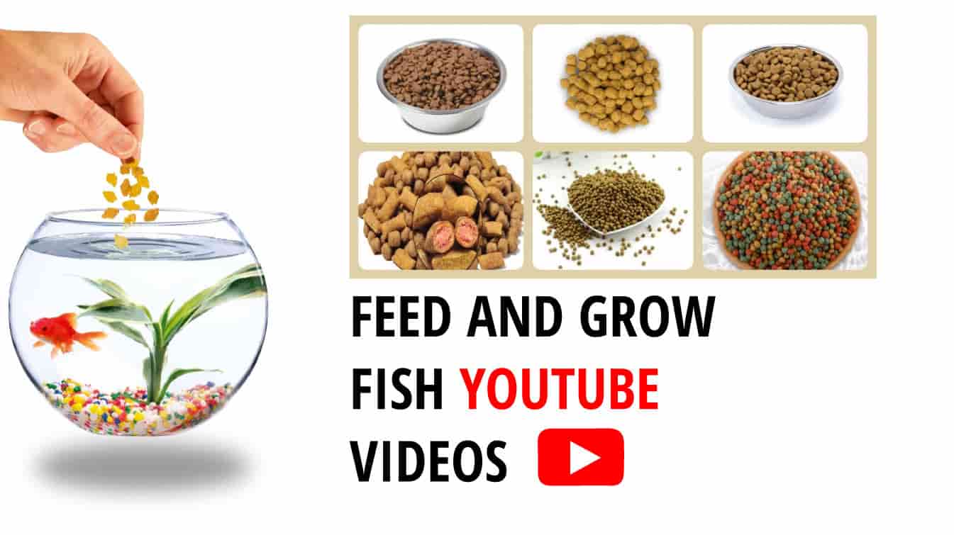 feed and grow fish youtube videos feed and grow fish tips feed and grow fish tips