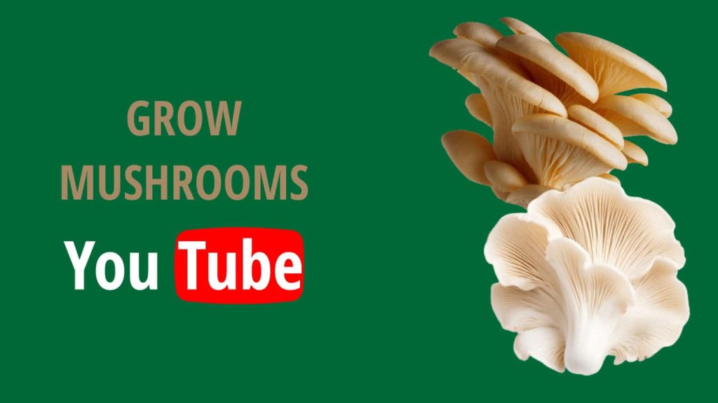grow mushrooms youtube how grow mushrooms at home learn how to grow mushrooms