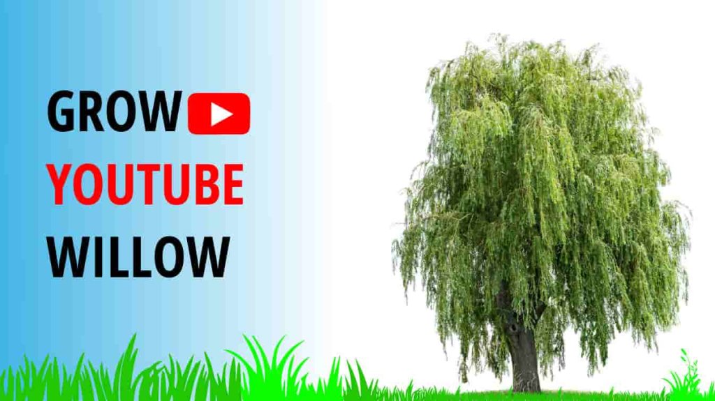 grow youtube willow willow tree youtube how to grow a willow tree