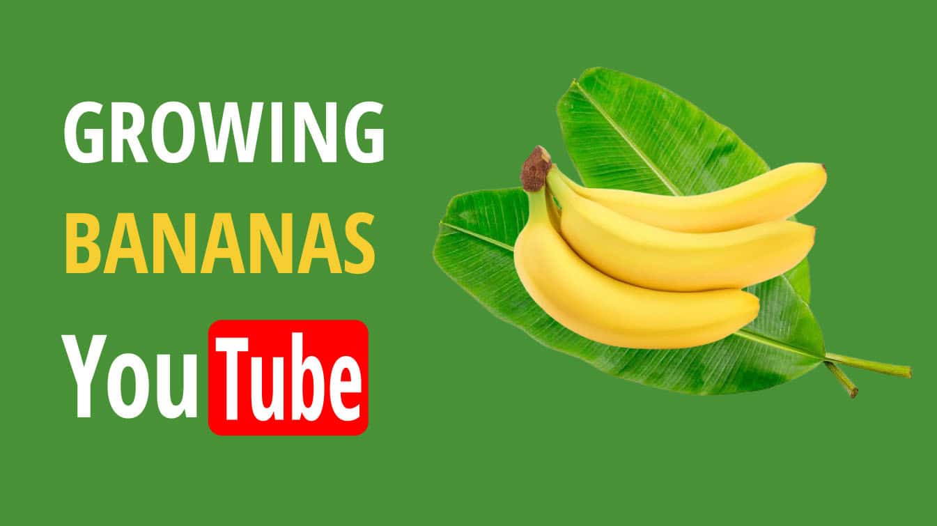 growing bananas youtube how to start growing bananas how to grow banana