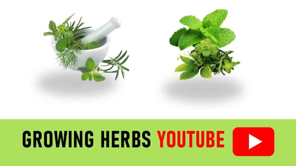 growing herbs youtube growing herbs indoors youtube youtube herb garden ideas