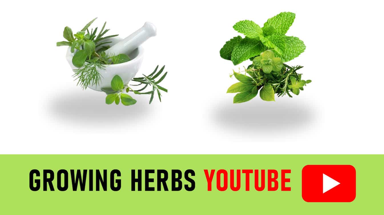 growing herbs youtube growing herbs indoors youtube youtube herb garden ideas