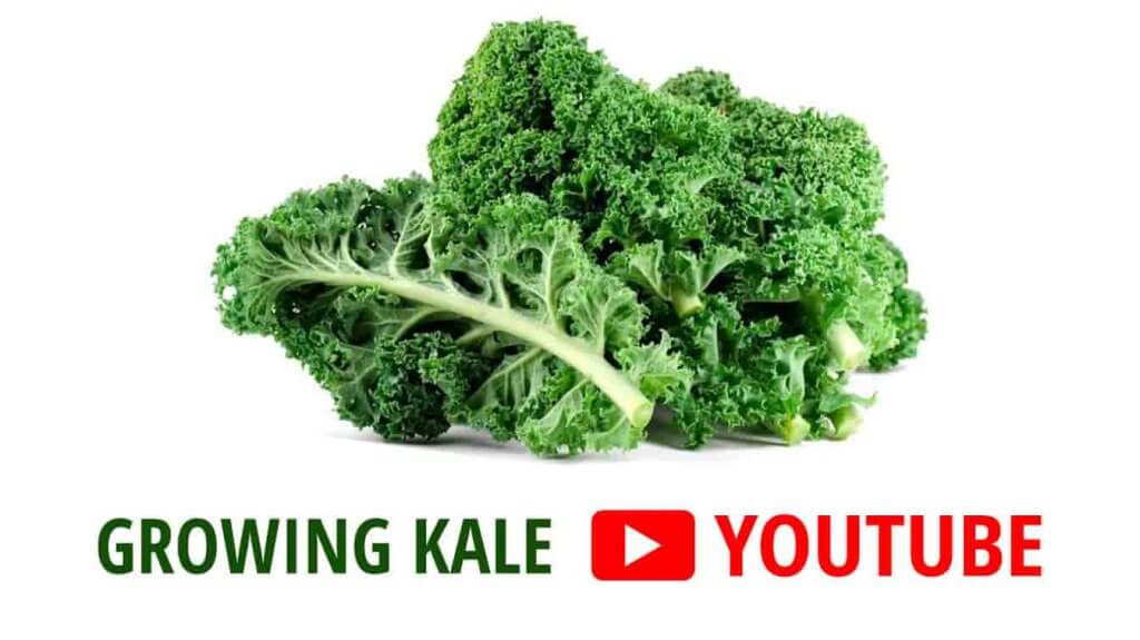 growing kale youtube growing kale in pots youtube how to grow kale successfully