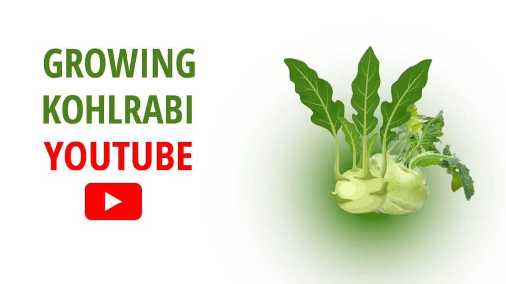 growing kohlrabi youtube kohlrabi youtube growing kohlrabi plant