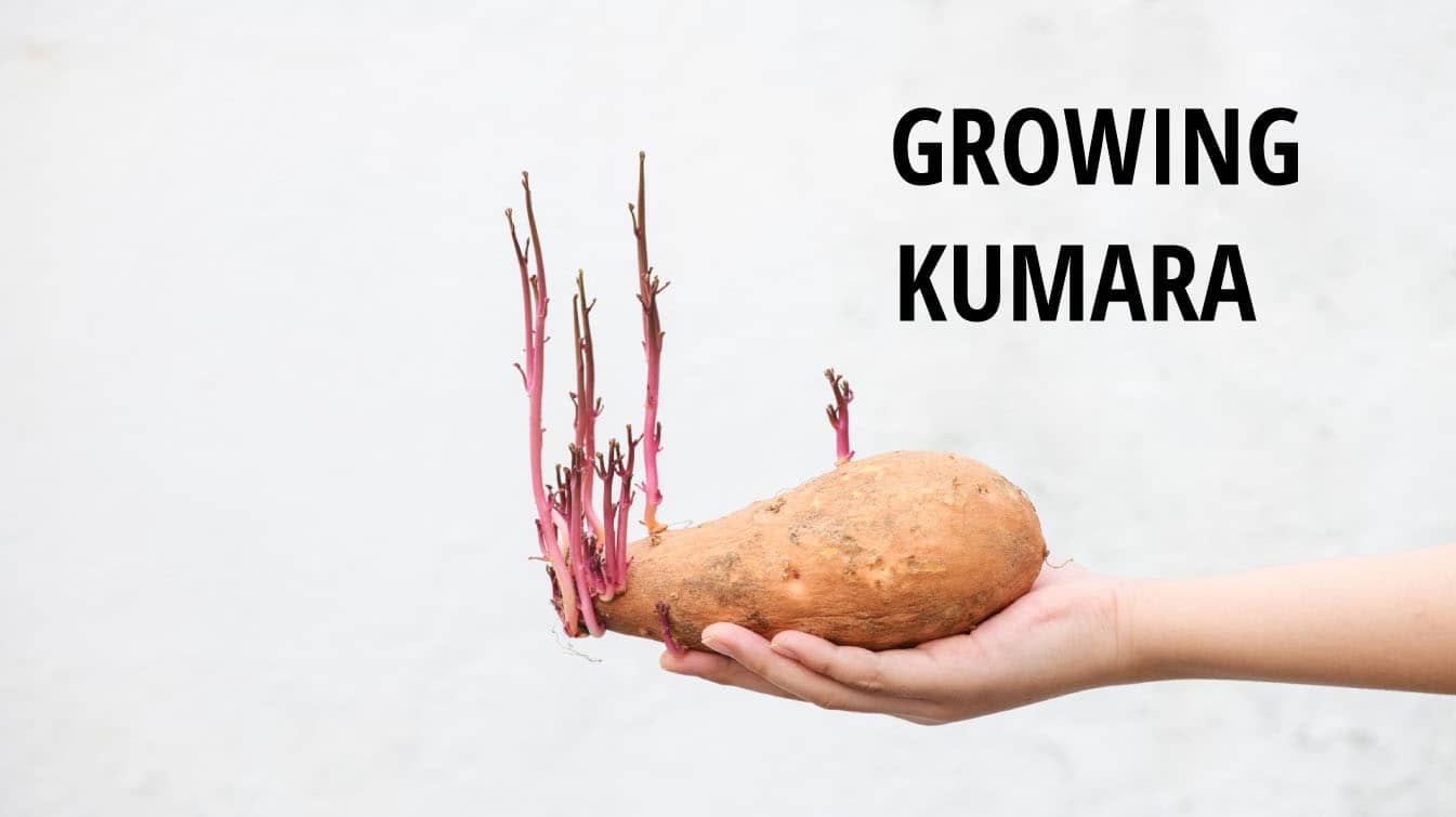 growing kumara youtubegrowing kumquat growing kumquat tree