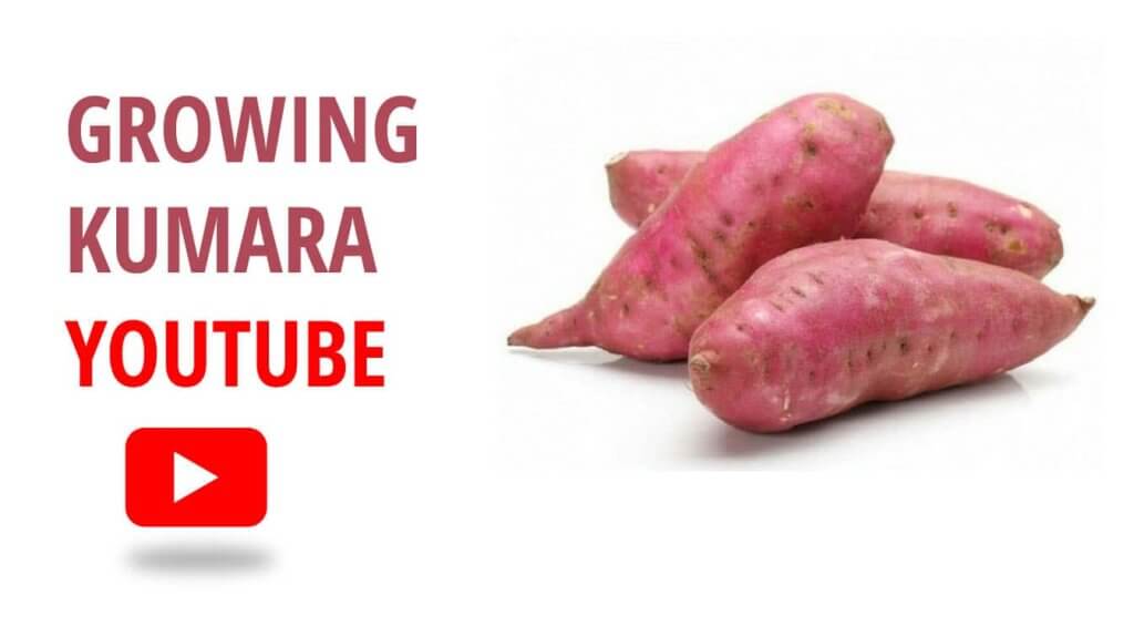 growing kumara youtube growing kumquat growing kumquat tree