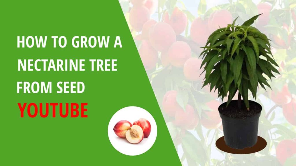 how to grow a nectarine tree from seed youtube can you grow a nectarine tree from seed grow a nectarine tree from seed