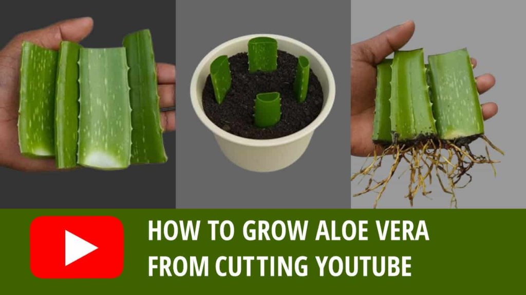 how to grow aloe vera from cutting youtube how to grow aloe from a cutting grow aloe vera from cuttings