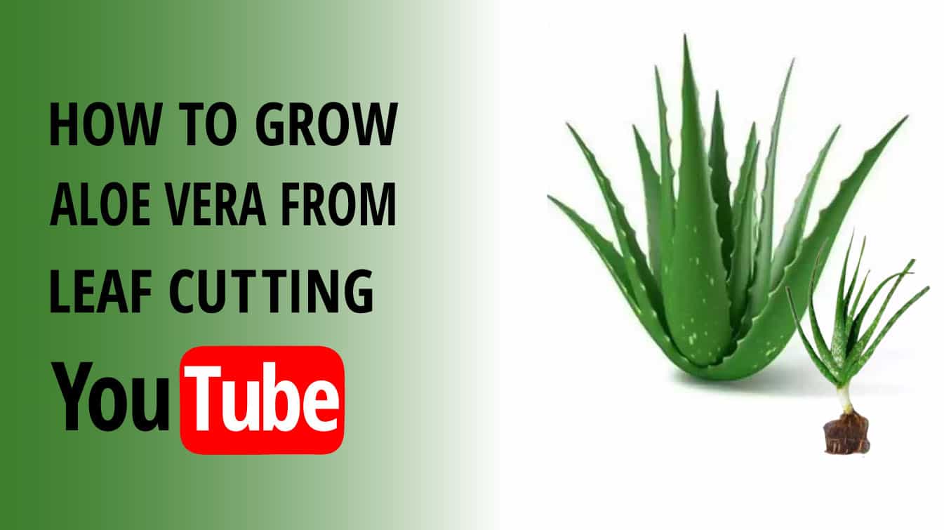 how to grow aloe vera from leaf cutting youtube can you grow aloe from a leaf cutting grow aloe from leaf cutting