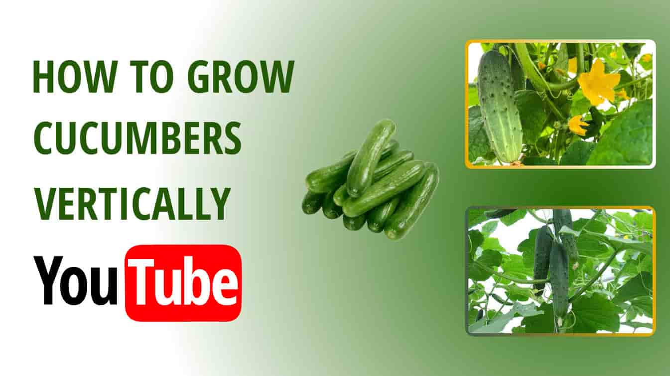 how to grow cucumbers vertically youtube how to grow cucumbers vertically youtube how to grow cucumbers