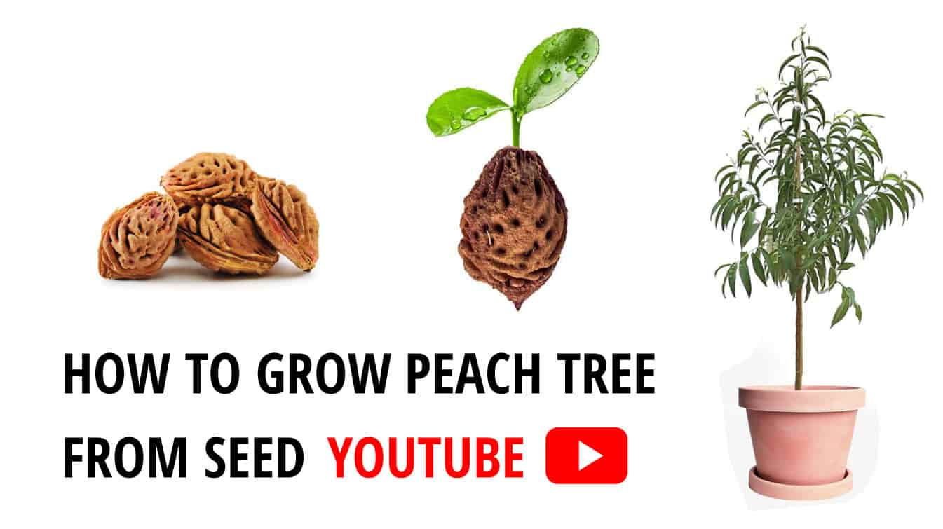 how to grow peach tree from seed youtube how to grow a peach tree from.seed youtube how to plant a peach seed