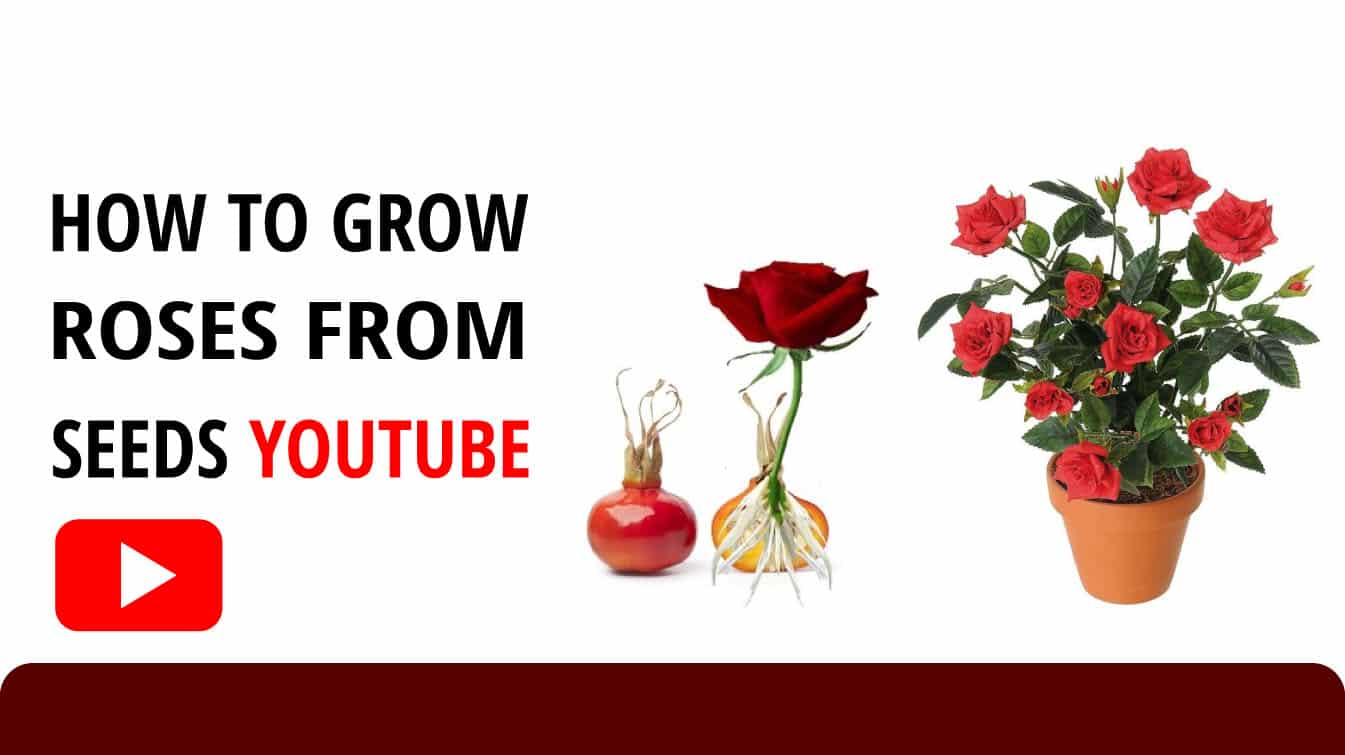 how to grow roses from seeds youtube how to grow roses from seeds grow roses from seeds