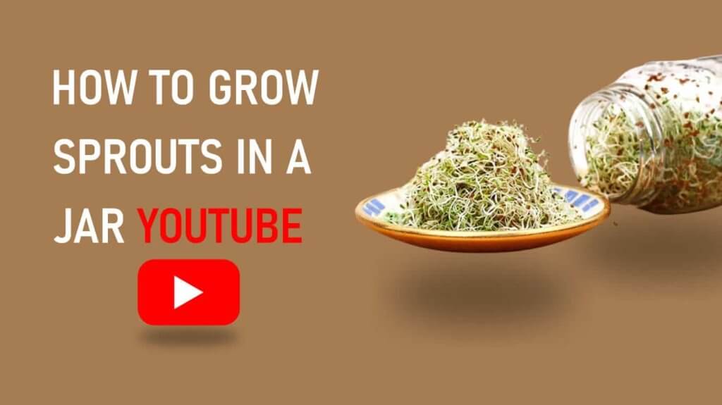 how to grow sprouts in a jar youtube how to grow sprouts in a jar youtube how to grow sprouts