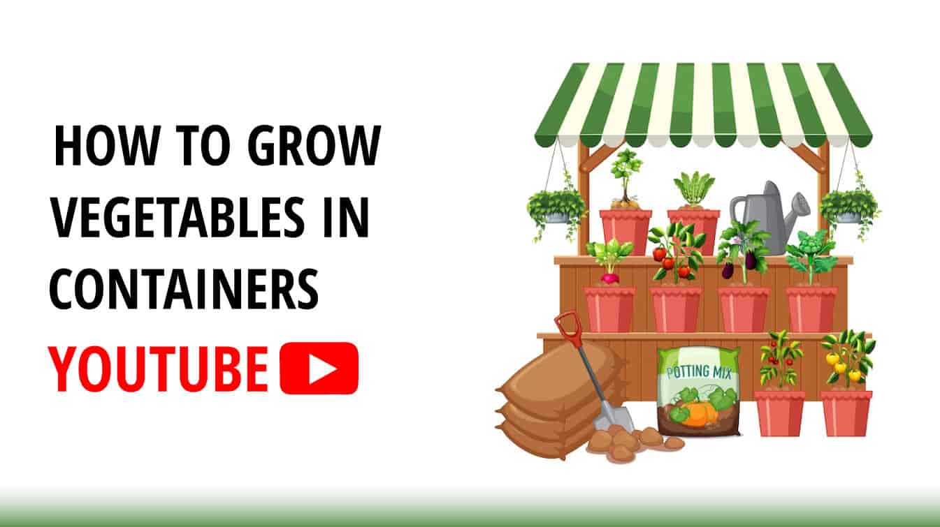 how to grow vegetables in containers youtube how to grow vegetables in a container growing carrots in a container youtube