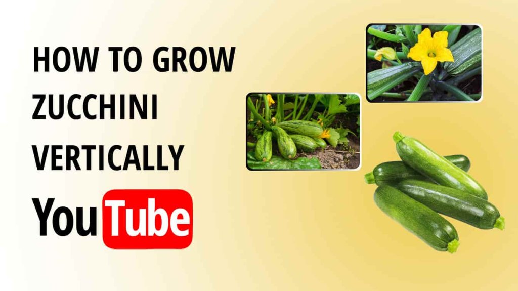 how to grow zucchini vertically youtube how to grow zucchini vertically grow zucchini vertically