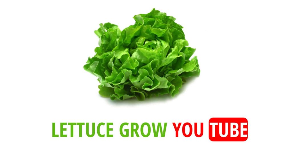 lettuce grow youtube youtube lettuce grow what not to grow with lettuce
