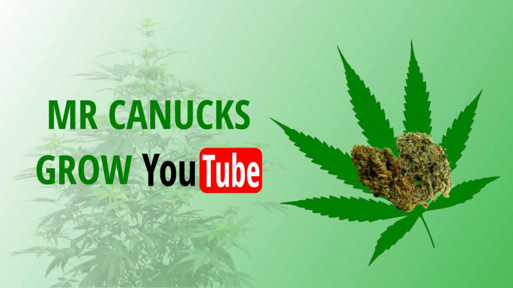 mr canucks grow youtube mr canucks youtube mr. canucks grow on youtube