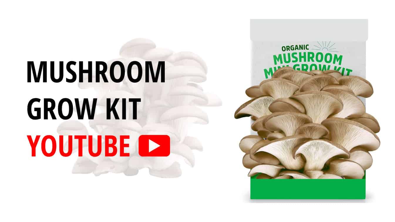 mushroom grow kit youtube mushroom grow kit tips grow mushrooms youtube