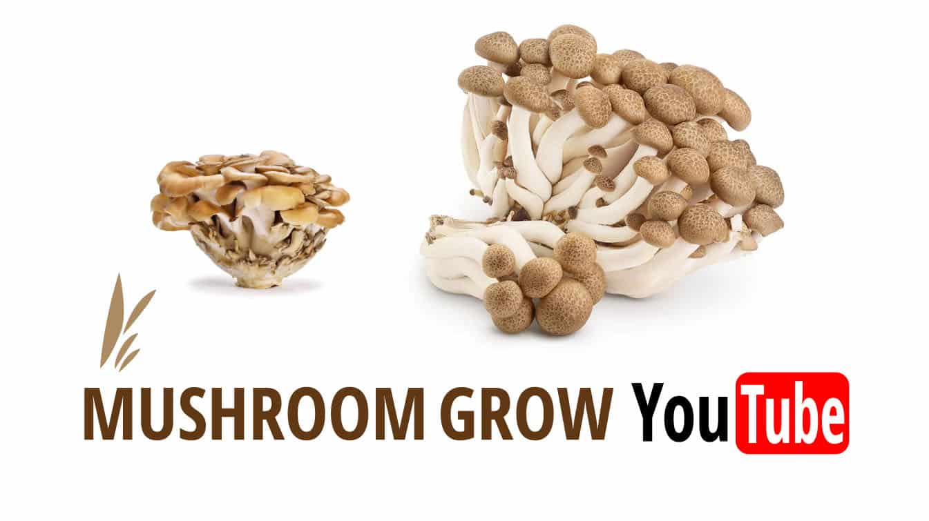 mushroom grow youtube mushroom grow kit youtube mushroom grow bag youtube