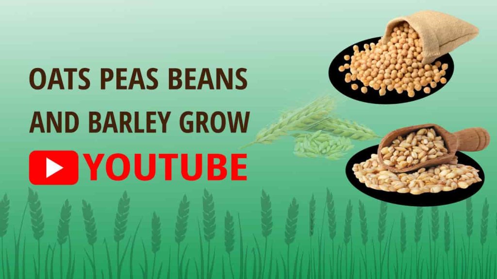 oats peas beans and barley grow youtube oats peas beans and barley grow history how oats and beans and barley grow