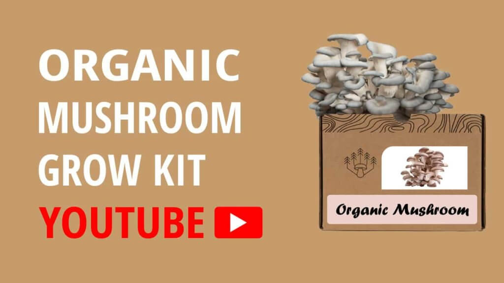 organic mushroom grow kit youtube organic mushroom mini grow kit mushroom grow kit video