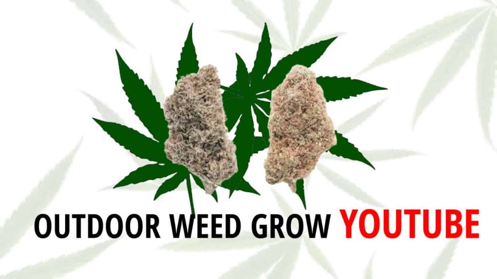 outdoor weed grow youtube rain outdoors youtube massive outdoor weed plant