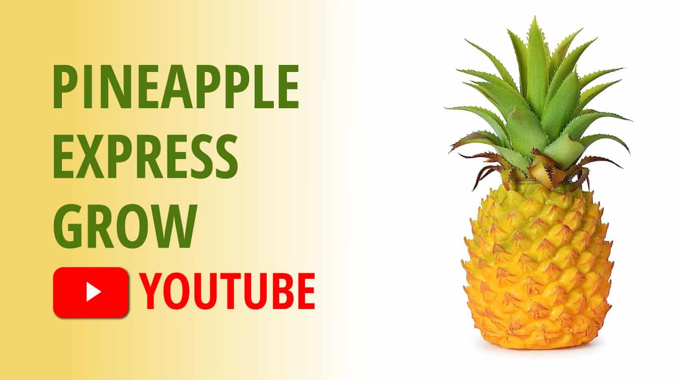 pineapple express grow youtube pineapple express grow youtube pineapple express